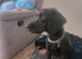 Cockerpoo x Lab male to rehome