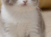 GCCF BI - colour kittens - Blue eyes