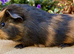 A pair of baby boars ( boys)