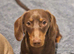 8 month old chocolate tan