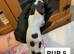 Beautiful litter of springer spaniels