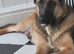 Belgium malinois x Belgium shepherd pups