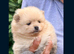 Pomeranian puppies