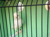 Hi canary&rsquo;s for sale