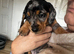 2 x dapple miniature dachshunds