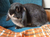 Last baby mini lop girl