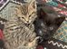 KITTENS AVAILABLE