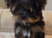 Yorkshire terrier puppy