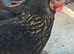 *Price is each* Young laying hens