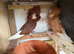 Breeding pairs of Jacobins