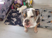 Female English bulldog