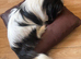 Pekes bi colou blk white & liver girls 18 months black white l