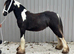 Yearling colt to make 14.2hh