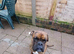 Boxer dog 22 months old