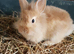 Lionhead baby rabbits