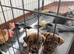 Jack Russell Puppies