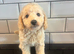 F1B Cavapoos health tested
