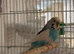 Canaries