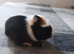 Bunch of guinea pigs