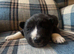 Collie/Husky