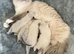2 ragdoll kittens £200 each