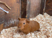 2 baby boars