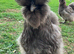 Pure breed silkie chicks unsexed