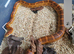 Cb22 male het scaleless palmetto anery