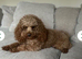 Cavapoo