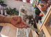 Silly tame cockatiels