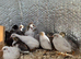 Adult button quails