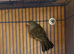 Hen canary for sale