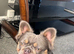 Fluffy French bulldog
