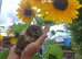 Longhaired baby guinea pigs