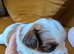 Shitzu Puppy's