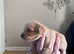 Cavapoo x cockapoo 7 gorgeous pups looking for forever home