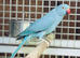 Blue ringneck parrots