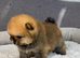 Xs sized teddy bear type