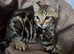 Beautiful Bengal × British Shorthair Kittens