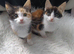 Kittens