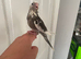 Hand reared baby cockatiel