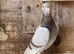 Racing pigeon for sale