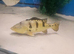 Peacock bass