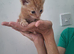 Adorable Kittens Looking for Their Forever Homes