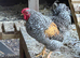 Bantam cockerels foc different breeds