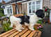 Beautiful Pedigree Havanese for stud