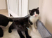 Kittens Available - 4 Looking for Their Forever Homes