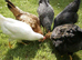 Chickens for sale (great egg layers and very laid back when settled in)