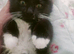 Long haired kitten