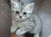 Mixed breed kittens .